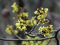 vignette Hamamelis x intermedia 'Angelly'