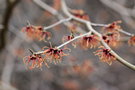 vignette Hamamelis x intermedia 'Parasol'