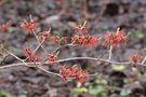 vignette Hamamelis x intermedia 'Twilight'