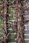 vignette Hydrangea anomala ssp. petiolaris