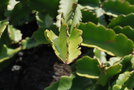 vignette Hylocereus undatus / Cactaceae / Amrique Centrale et du Sud