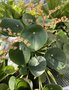 vignette Pilea peperomioides