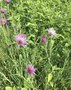 vignette Tragopogon porrifolius - Salsifis cultiv