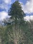 vignette Sequoiadendron giganteum