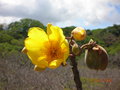 vignette Cochlospermum vitifolium, Costa Rica