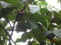 vignette Ficus petiolaris ? Nicaragua