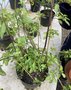 vignette Plante de la tombola  - Salvia uliginosa