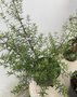 vignette Plante de la tombola  - Westringia fruticosa