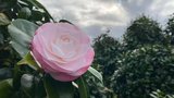 vignette Camellia japonica