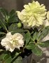 vignette Helleborus niger 'Double Fashion' - Hellebore double