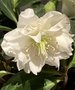 vignette Helleborus niger 'Double Fashion' - Hellebore double