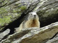 vignette Marmota marmota