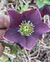 vignette Helleborus orientalis 'Nigra' - Hellebore noire