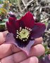 vignette Helleborus orientalis 'Nigra' - Hellebore noire