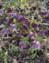 vignette Helleborus orientalis 'Nigra' - Hellebore noire