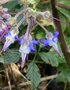 vignette Trachystemon orientalis = Borago orientalis - Bourrache du Caucase