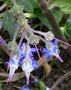 vignette Trachystemon orientalis = Borago orientalis - Bourrache du Caucase