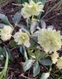 vignette Helleborus niger 'Double Fashion' - Hellebore double