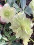 vignette Helleborus niger 'Double Fashion' - Hellebore double