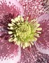 vignette Helleborus orientalis 'White Spotted Lady' - Hellebore