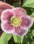 vignette Helleborus orientalis 'White Spotted Lady' - Hellebore