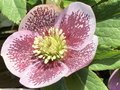 vignette Helleborus orientalis 'White Spotted Lady' - Hellebore