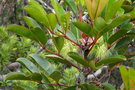 vignette Cunonia macrophylla