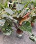 vignette Philodendron 'Red Beauty'