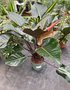vignette Philodendron 'Red Beauty'