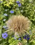 vignette Tragopogon porrifolius - Salsifis cultiv