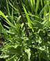 vignette Dracunculus vulgaris (tige blanche)