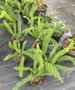 vignette Asparagus densiflorus
