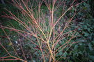 vignette Acer palmatum 'Bi-hoo'