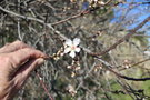 vignette Prunus amygdalus var. dulcis