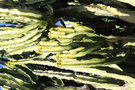 vignette Euphorbia candelabrum
