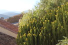 vignette Euphorbia candelabrum