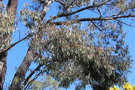 vignette Eucalyptus sideroxylon