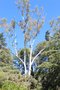vignette Eucalyptus viminalis