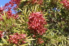 vignette Loxostylis alata / Anacardiaceae / Afrique du Sud
