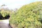 vignette Acacia longiflora (Parc Areca, Var)