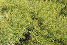vignette Acacia longiflora (Parc Areca, Var)