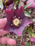 vignette Helleborus orientalis 'Nigra' - Hellebore noire