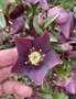 vignette Helleborus orientalis 'Nigra' - Hellebore noire