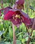 vignette Helleborus (x) glandorfensis Ice N'Roses' Red  - Rose de Nol