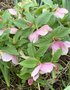 vignette Helleborus orientalis 'White Spotted Lady' - Hellebore