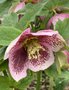 vignette Helleborus orientalis 'White Spotted Lady' - Hellebore