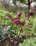 vignette Helleborus (x) glandorfensis Ice N'Roses' Red  - Rose de Nol