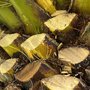 vignette Phoenix canariensis - Palmier des Canaries (femelle avec graines fertiles)