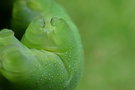 vignette Chenille (Hippotion celerio)