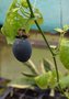 vignette Passiflora moriifolia